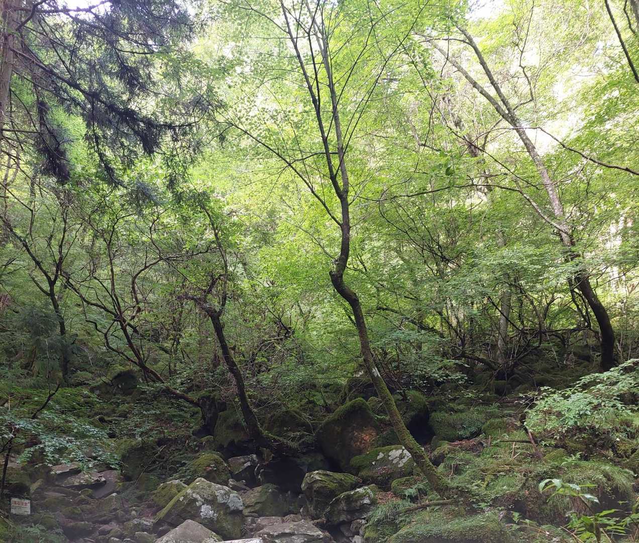 風穴コース 周回　の写真