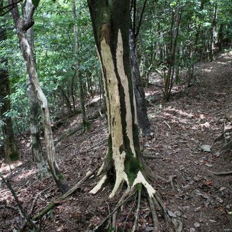 鹿の食害痕