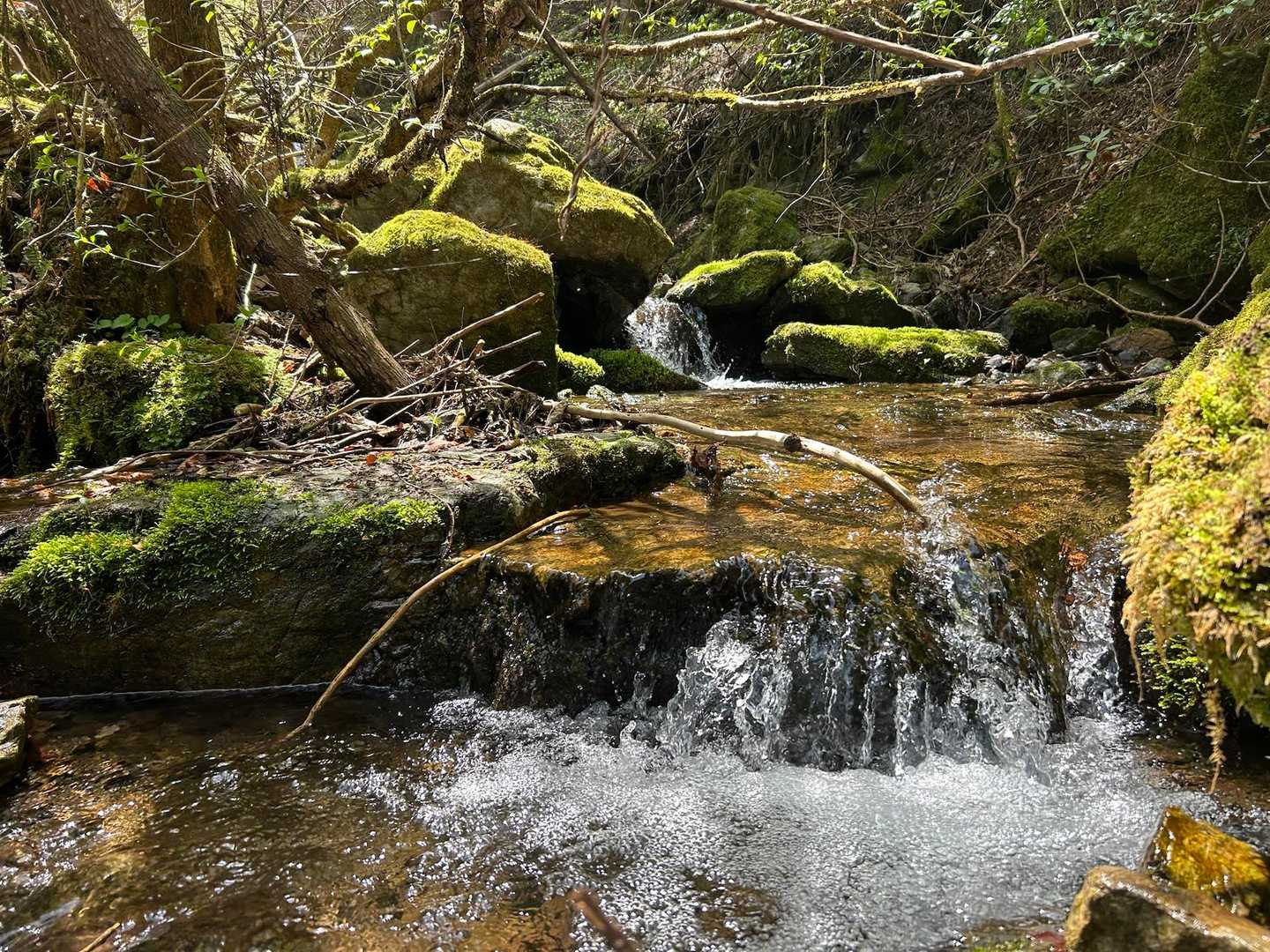 15センチぐらにのがチョロチョロ

久しぶりに釣りもしたくなったー🎣