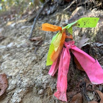 本ルートに出てきたとたんに、カラフルなおリボン🎀🎀🎀
