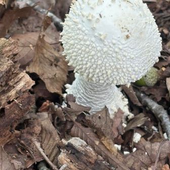 めっちゃキモいキノコ🍄‍🟫
