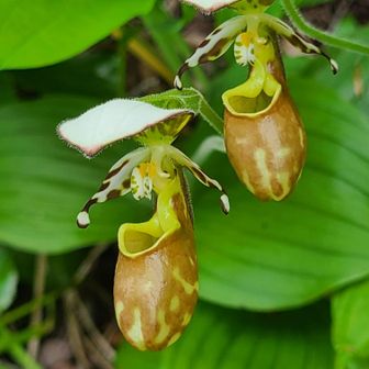 キバナノアツモリソウ(黄花の敦盛草)自生地へ / KIKOさんの高妻山