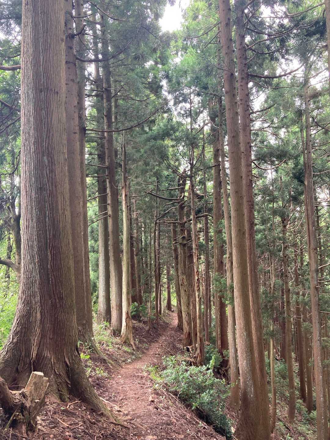 杉林
谷からいい風吹いてきました。