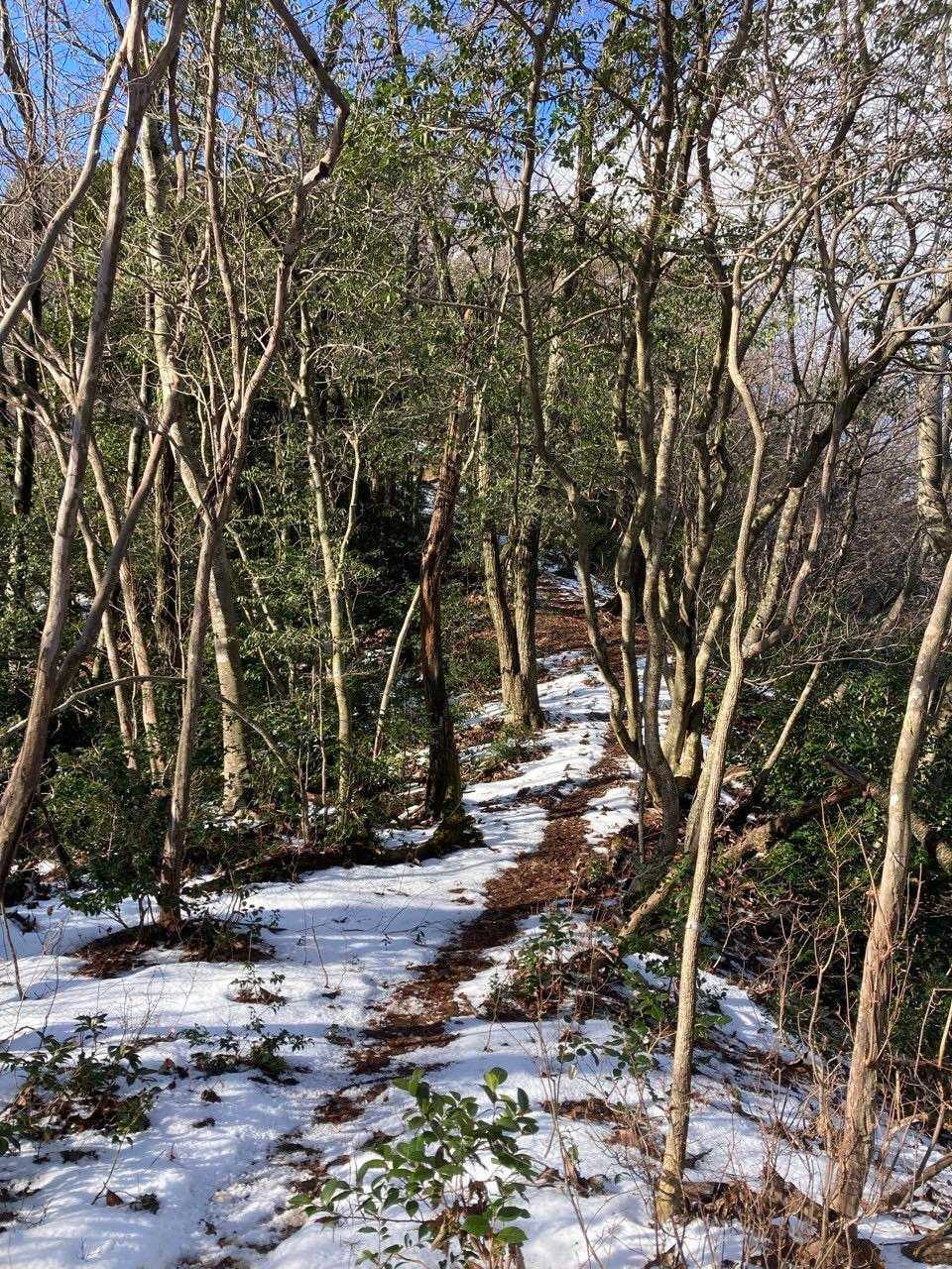 雪が出てきました☃️