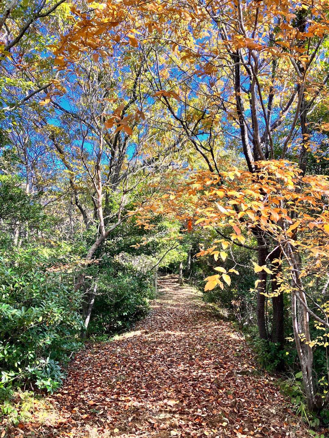 さぁ、往復します。
落ち葉フカフカ🍂でキレイだなー。