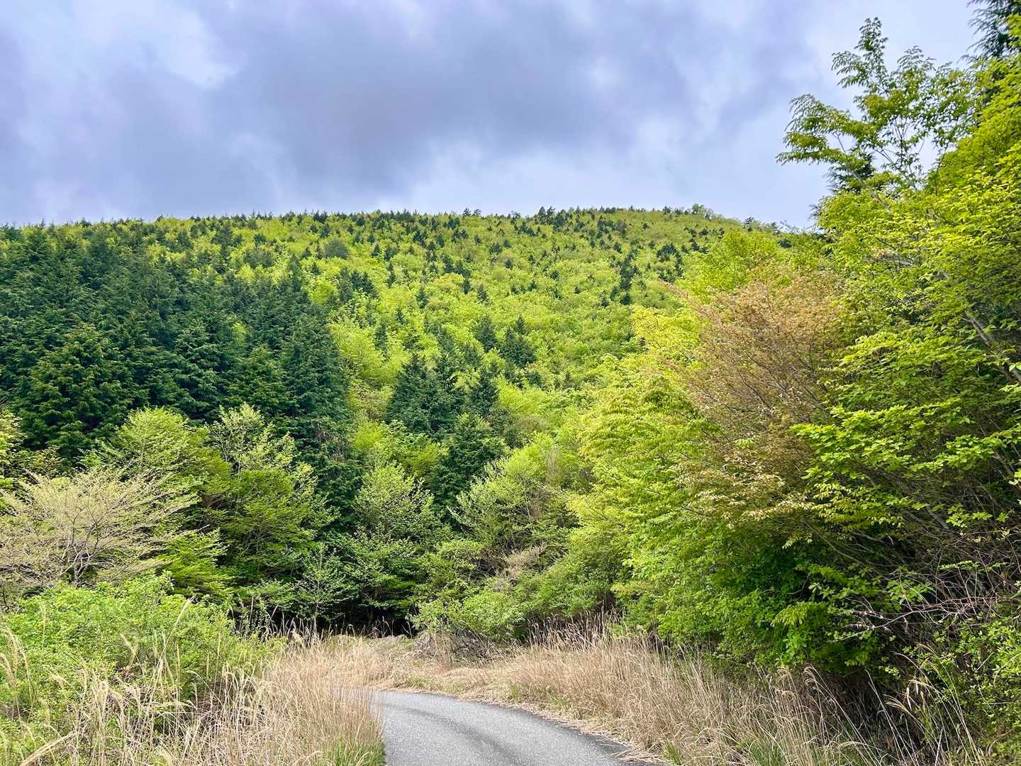 山が若い🌱