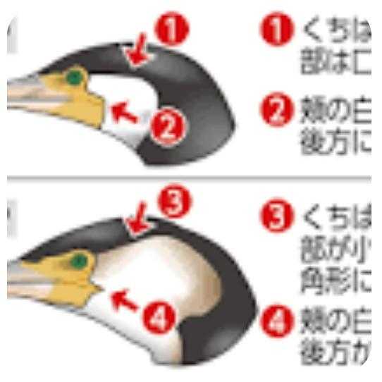 海鵜と川鵜の見分け方 🎶磯の鵜 / 山オタクさんのモーメント