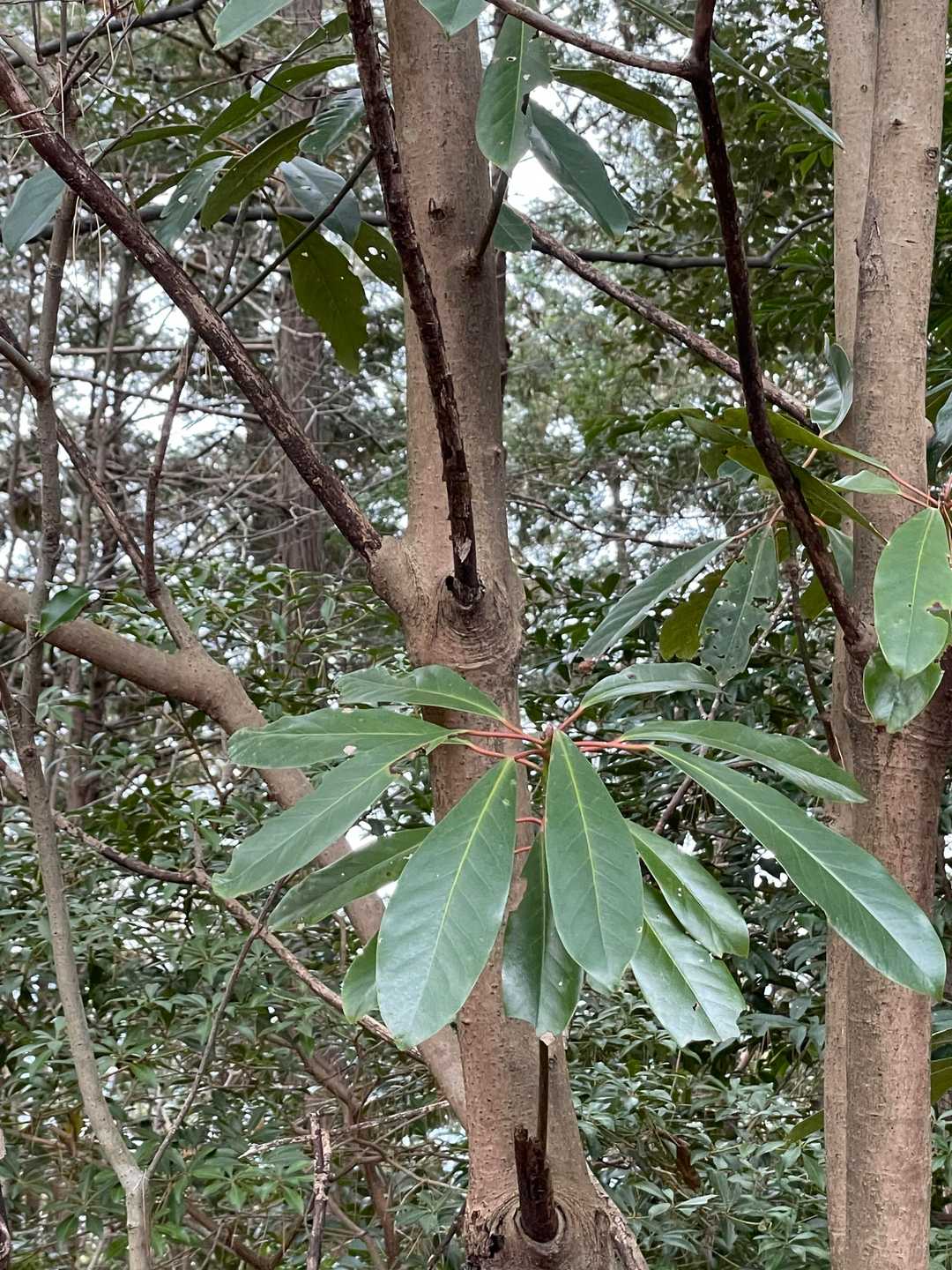 ユズリハだそうです、茎が赤いのが特徴