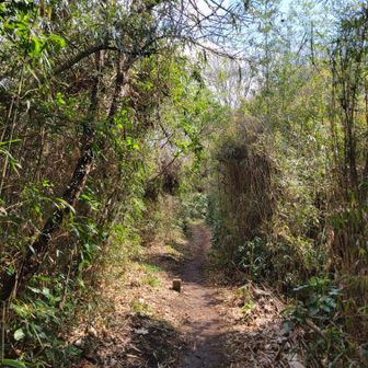 藪を進む。やっぱりテンション上がるね。心が少年だから。