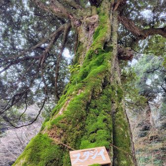 神社境内の巨大なスダジイがお出迎え