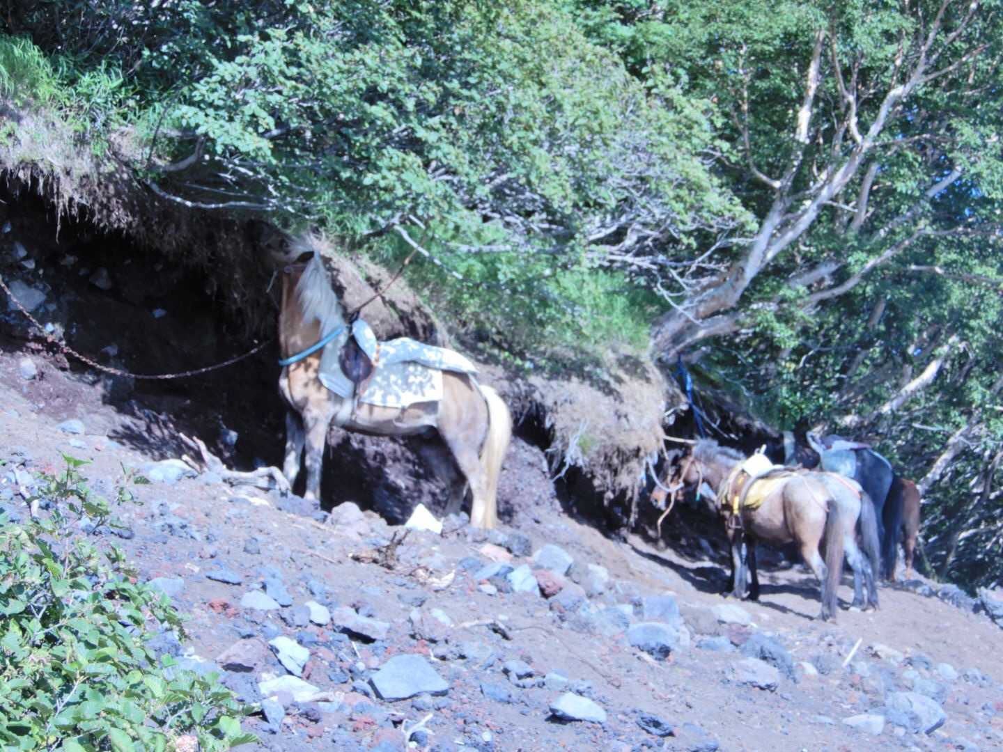 馬に乗って登下山も出来るみたいです。