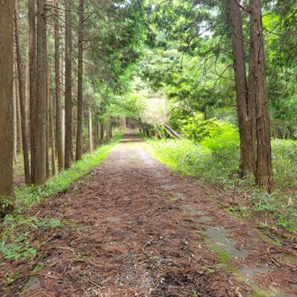 駐車場からは舗装された林道を歩くと
