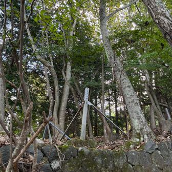分かりにくいけど、コレが鉄塔土台跡？ホウノキに囲まれてた。調べたら落合橋近くの駒橋発電所から大正時代東京早稲田まで高圧送電線が繋がっていたそうな。