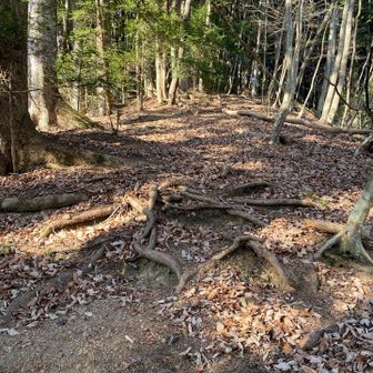 高い段差はないが急坂、落ち葉もズルズル