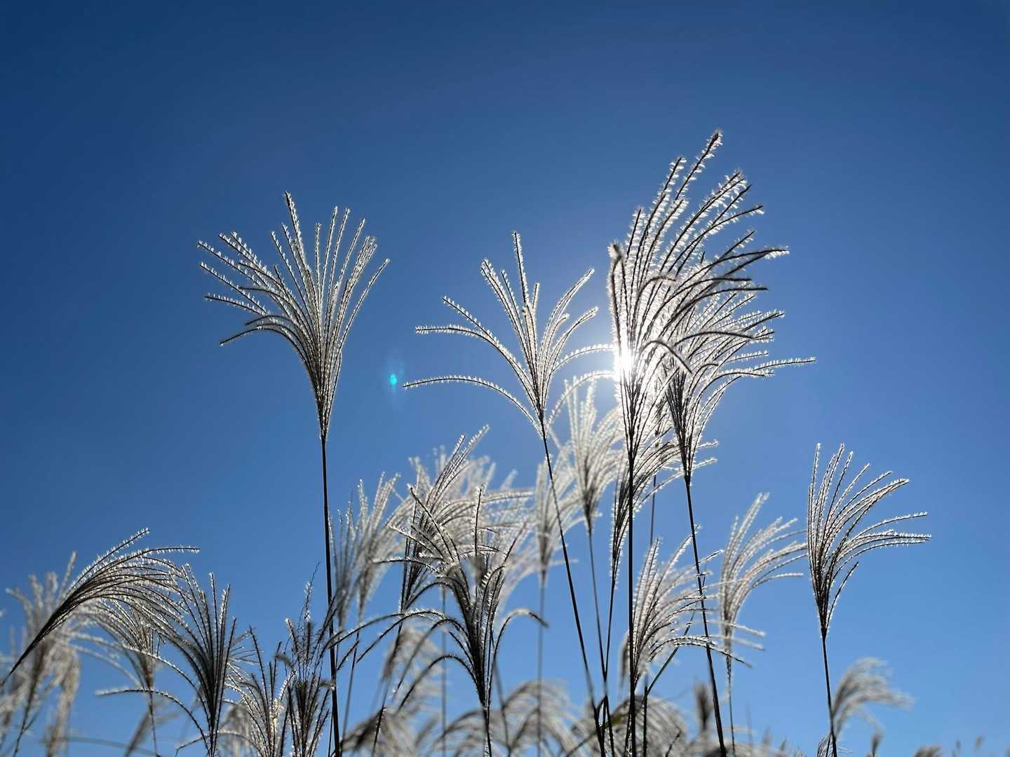 青空に映えるススキ🌾