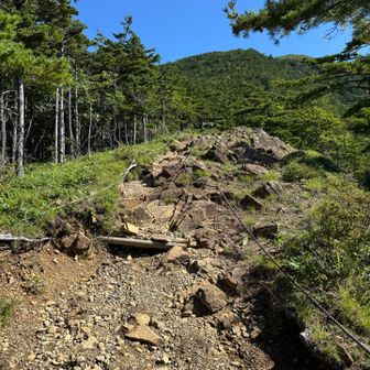 ここから急登になってく