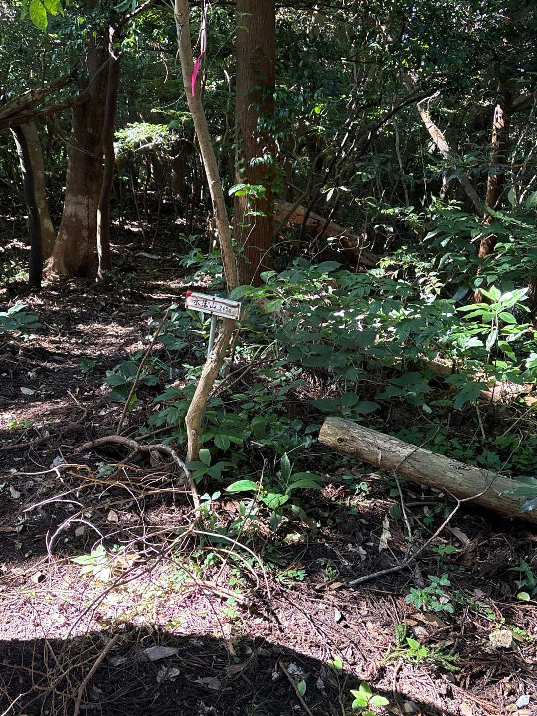 水落山頂上　景色なし