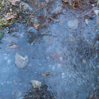 分厚い氷に葉っぱが閉じ込められてる🧊🍂