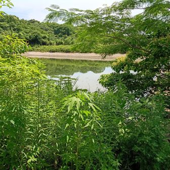 椿谷池へ下って又登りが始まる