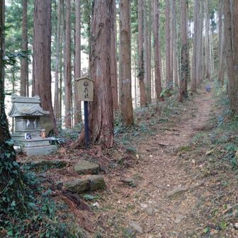 杉木立の中を歩きます