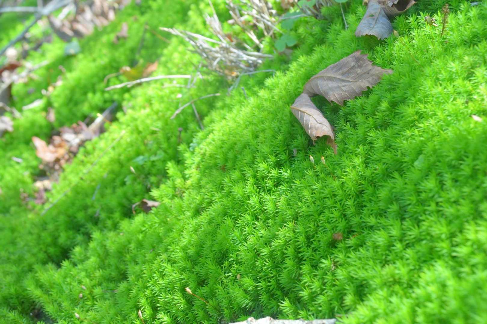 苔も美しい