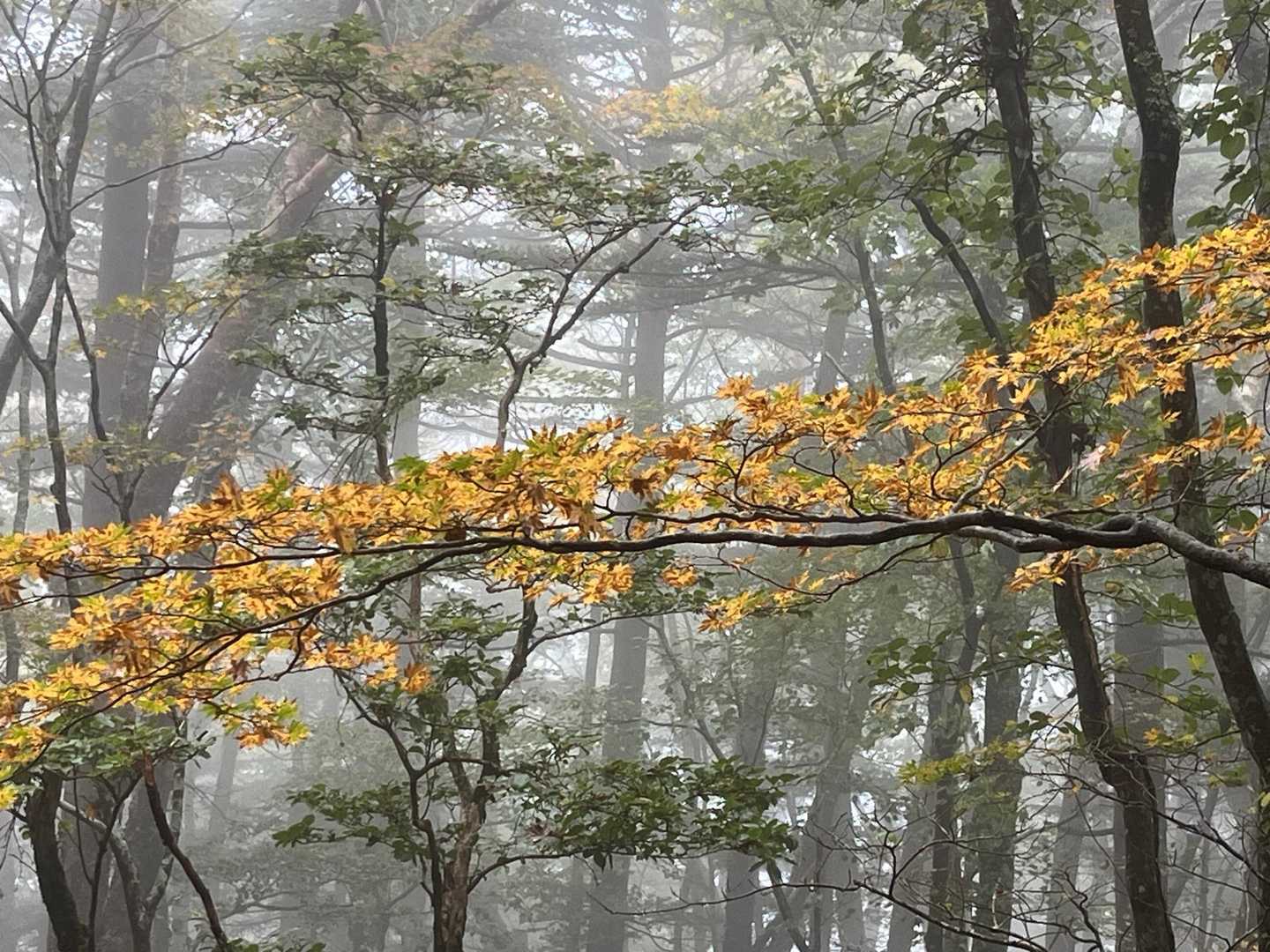 ちょっと色づいてた🍂

大変だったけどいいお山でした😊