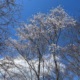 麓の丸太村の桜🌸