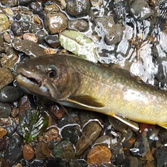 てんからたろう⛰️🪶🪡🎣