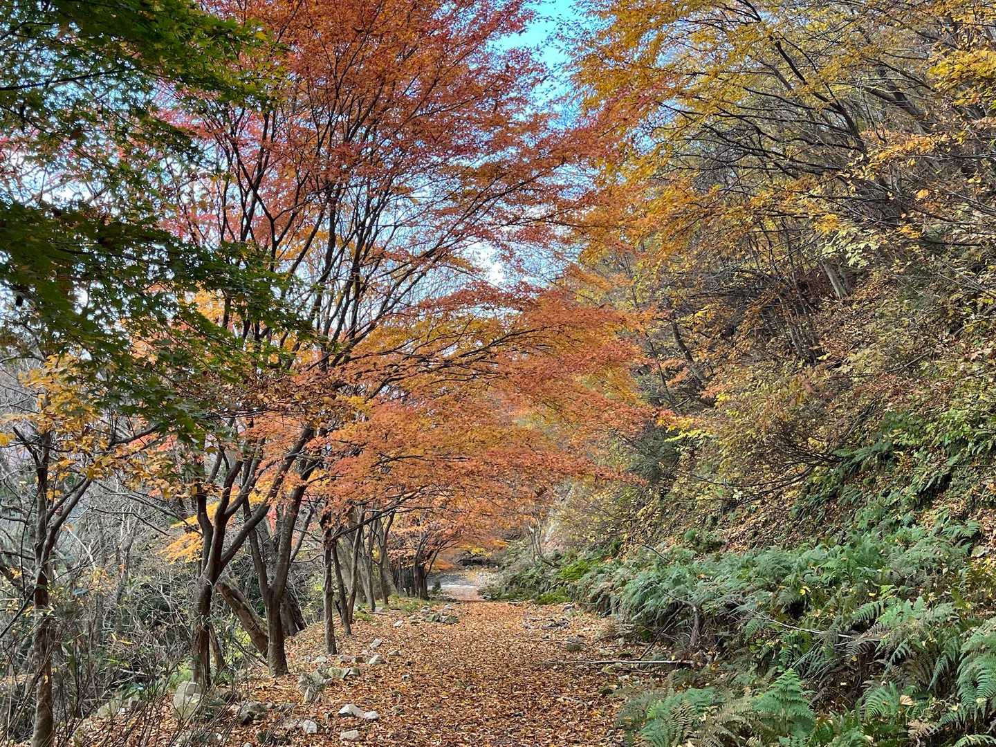 紅葉と落葉が続く🍂
