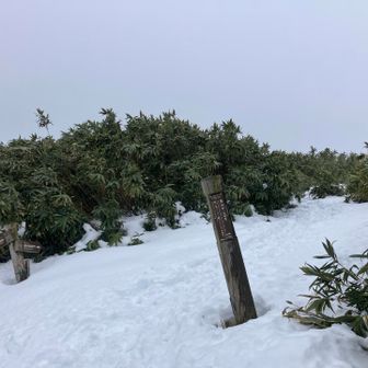 ここで分岐、鳥取側におります
