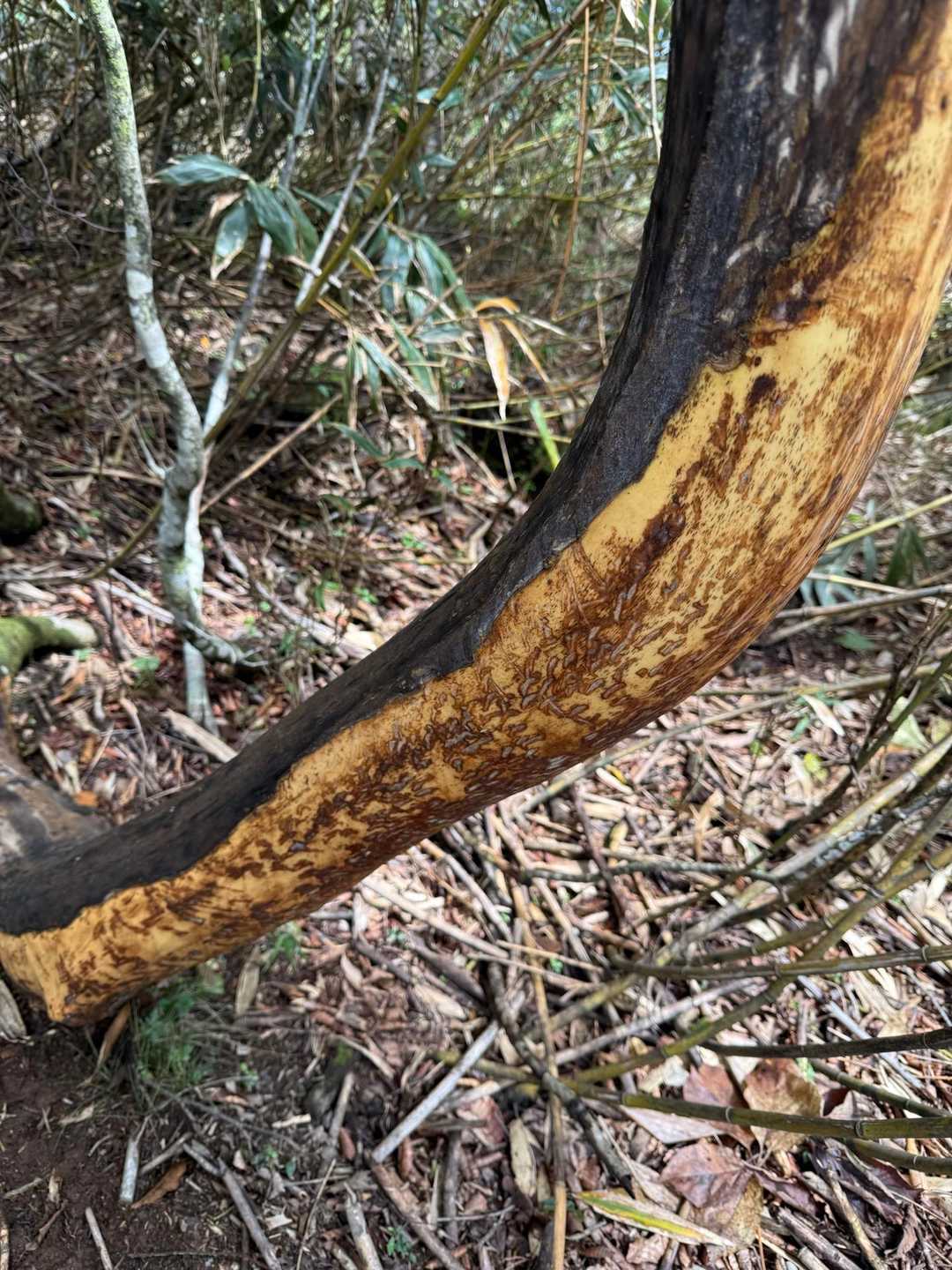 鹿🦌の小さな歯の痕が広がっていた。

こんな木が多く、鹿の寝床の跡もこのコースは多かった！