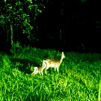 しかちゃんのお出迎え🦌　沢山の目が光ってました