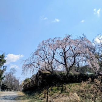 事務所のしだれ桜も見頃