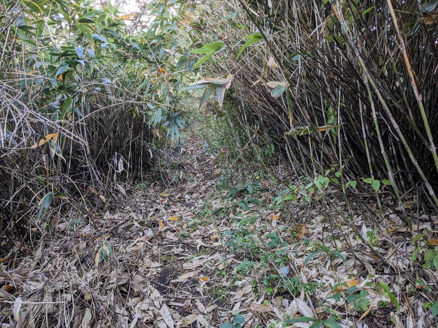 ごっつい笹藪地帯も見事に笹は刈られていた。

小鉾岳の投稿は少なく、あまり情報もないが、今年に入ってから整備されたのかもしれない。