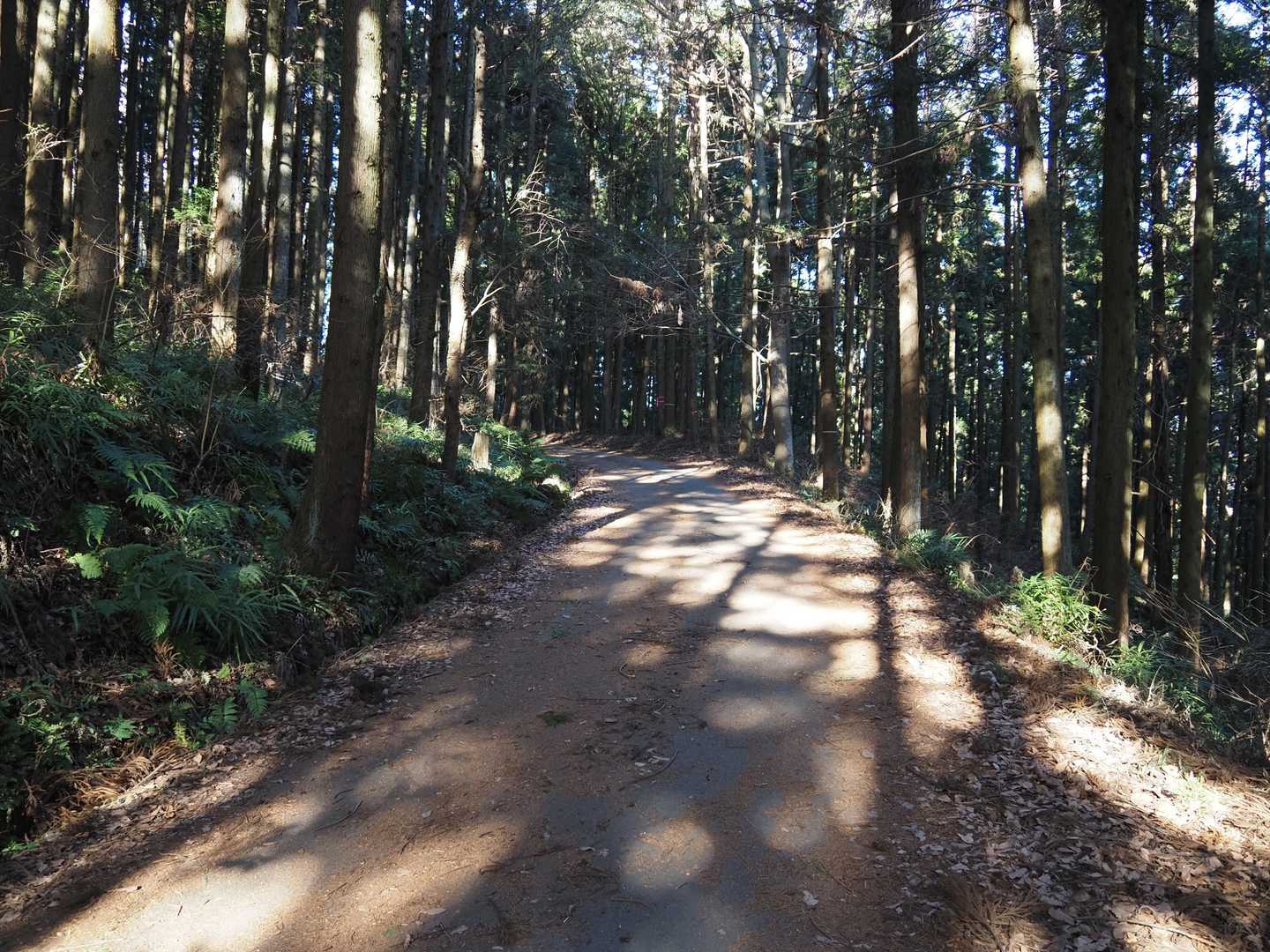 長瀞アルプス コースの写真