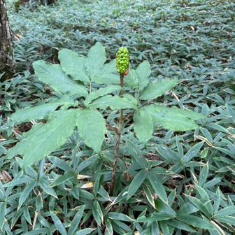まむし草🌱
