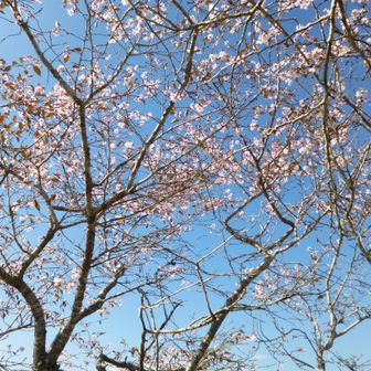 満開です。（四季桜？１０月桜？）