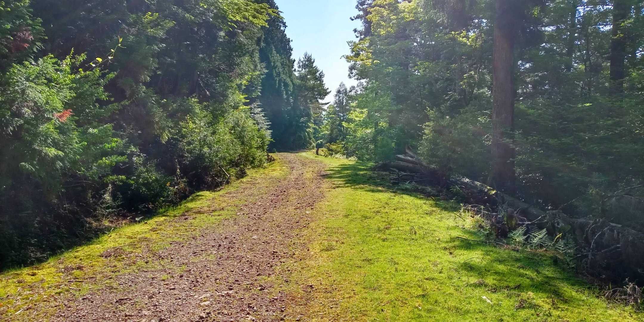 しばらくは作業道を歩きます🚶