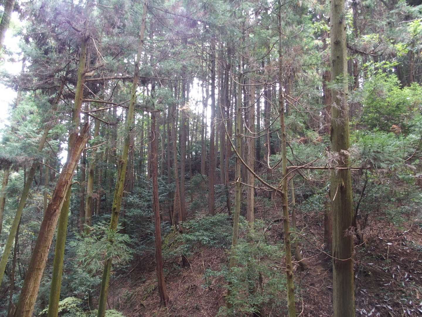 尾根の急坂を見る
秀秋は馬で下って行ったのだろうか