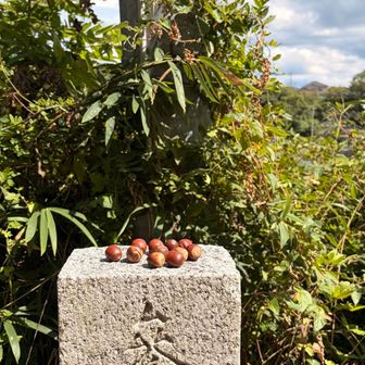 どんぐり置き場？🧐