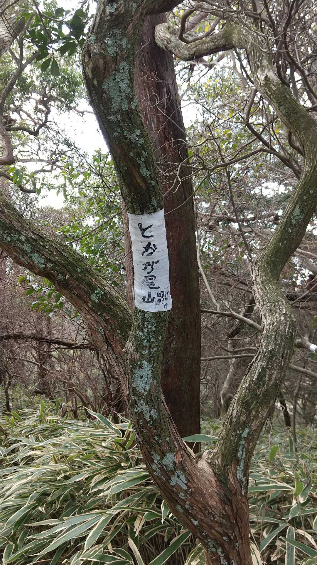 とかが尾山の写真