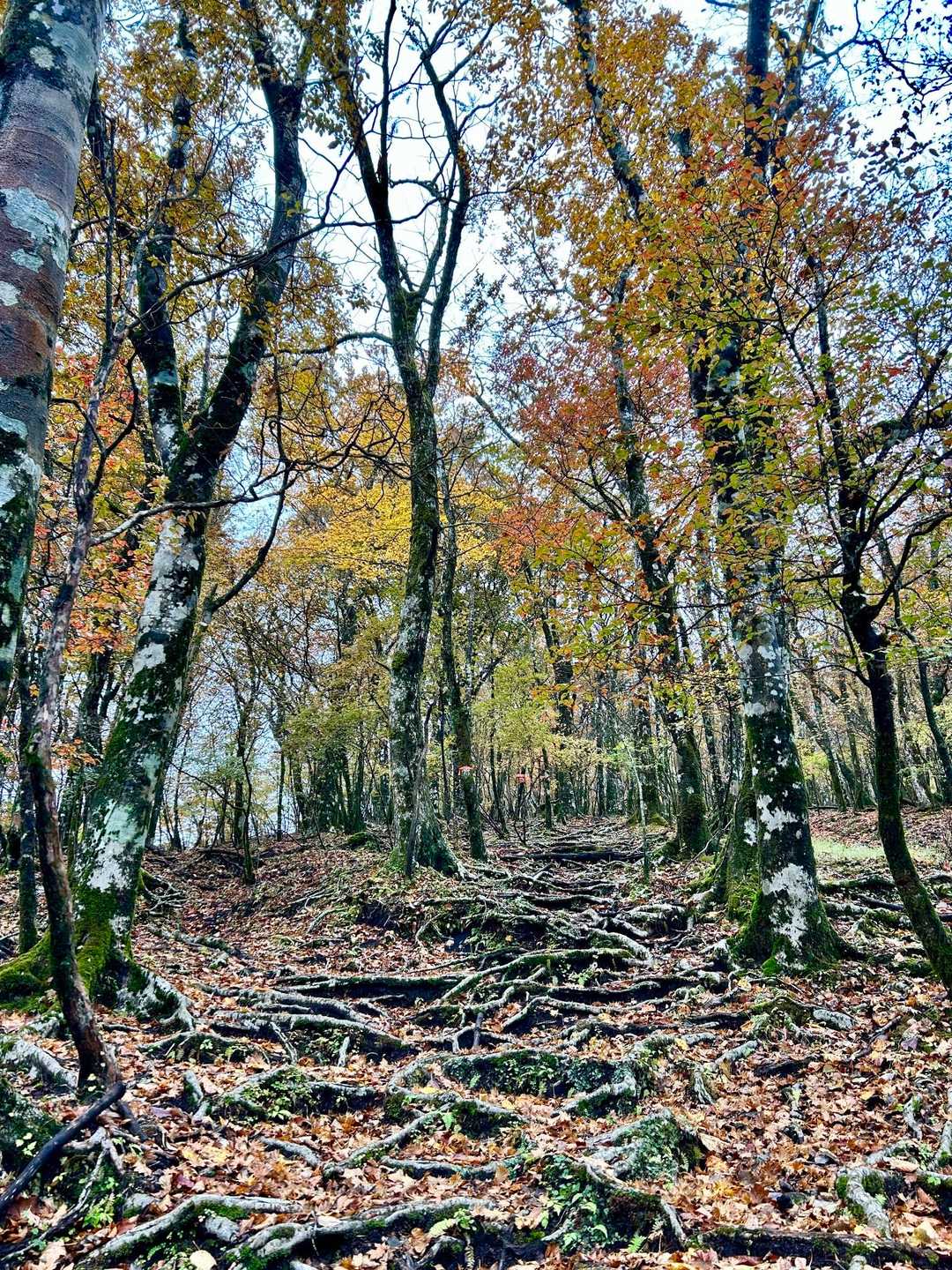 ずーっとオレンジ&ピンクテープありますが、至る所に踏み跡多数でどこが正解かよくわからない…😅
どこを登っても迷うことはなさそうですが🤣