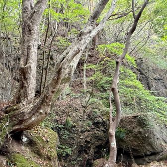 岩の上の広葉樹トリオ、左からサワシバ、シラキ、ハクウンボク