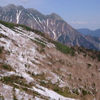 ダケカンバの森が美しい✨✨