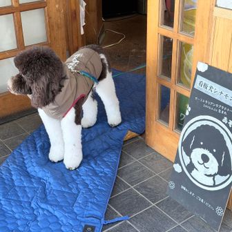 看板わんこ。賢そう。