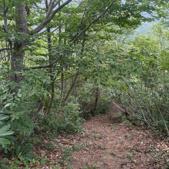 最後が急坂とは聞いていましたが、、、