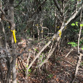 この一帯の木は黄色テープだらけ