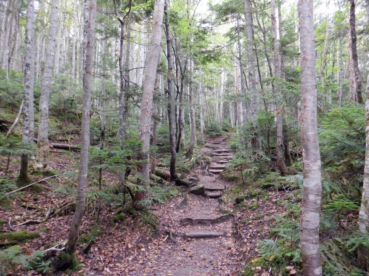 途中の分岐から一般的な登山道の幅になります。