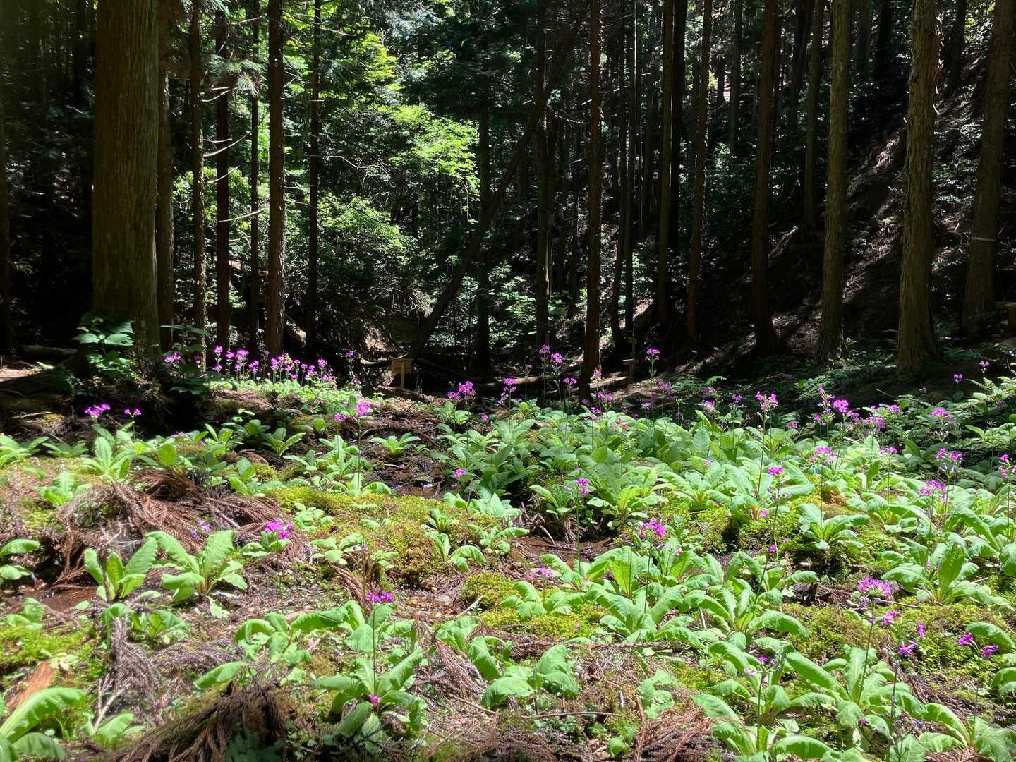 大沢山 往復コースの写真