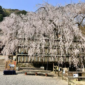 ひっきりなしに人が来るのですが、一瞬途切れた瞬間に撮りました